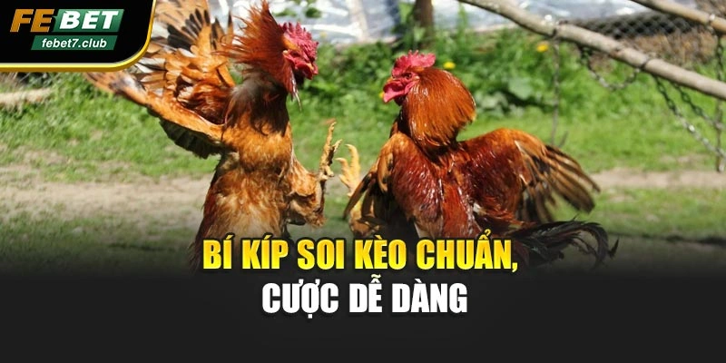 Bí kíp soi kèo chuẩn, cược dễ dàng