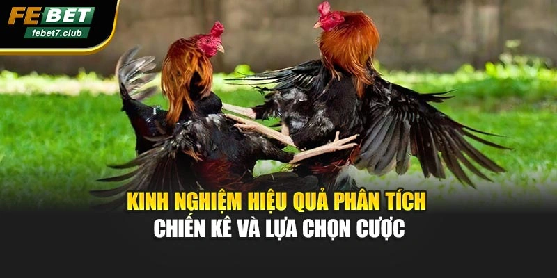 Kinh nghiệm hiệu quả phân tích chiến kê và lựa chọn cược