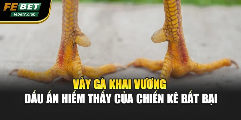Vảy Gà Khai Vương – Dấu Ấn Hiếm Thấy Của Chiến Kê Bất Bại